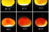 我的世界中鸡彩蛋如何孵化？孵化后会有什么效果？