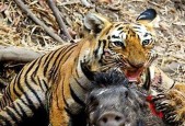 明日之后如何高效猎杀野猪？猎杀野猪的技巧和方法是什么？