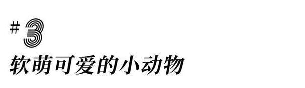 以动物温泉为主题的3D新生电池DIY游戏（在游戏中学习DIY）  第1张