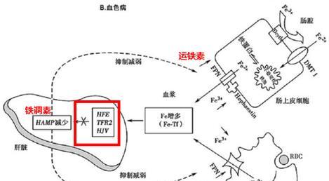 《49天生活——我的细胞培养之旅》（以游戏为主）  第1张