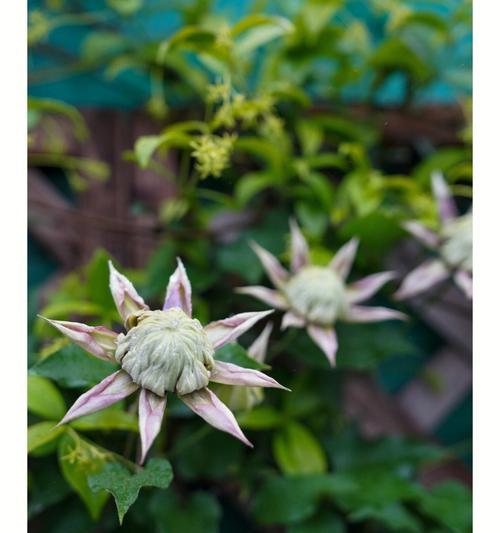 我的世界中仙子如何开花？  第1张