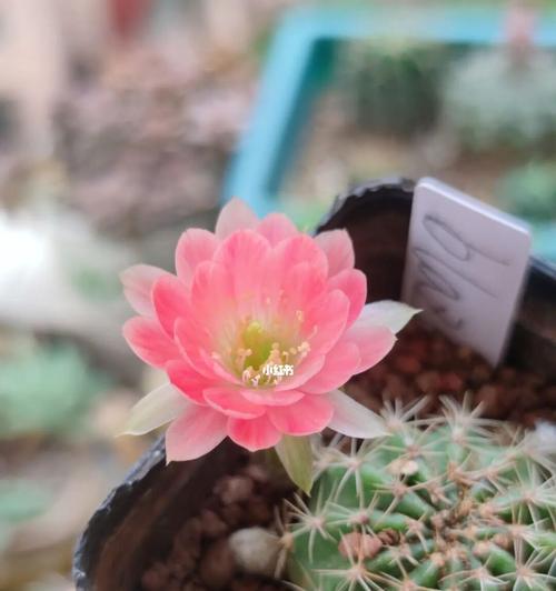我的世界中仙子如何开花？  第3张