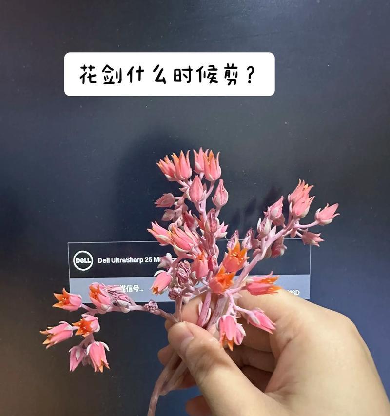 制作花剑的步骤是什么？  第3张